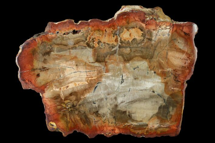 Petrified Wood (Araucaria) Slab - Madagascar #139576